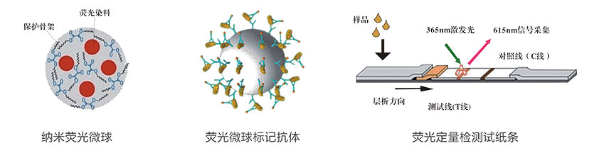 生物素(VB7)熒光定量快速檢測(cè)試紙條檢測(cè)原理 生物素(VB7)熒光定量快速檢測(cè)試紙條檢測(cè)原理